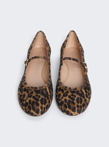 Women | Gianvito Rossi | Carla Camoscio Flat | Almond Leopard Print