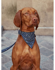 Pet Accessories | Bandana | Dogs | Navy